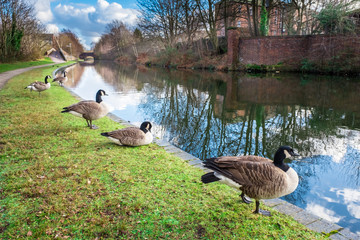 Wild Ducks Seen at Birmingham Canal
