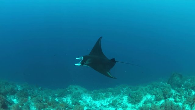 Manta ray swims on a colorful coral reef. 4k footage