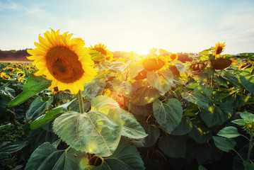 sunflowers at sunset. Beauty world. Ukraine. Europe