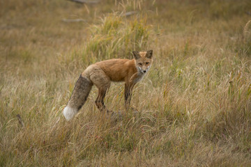 Red Fox