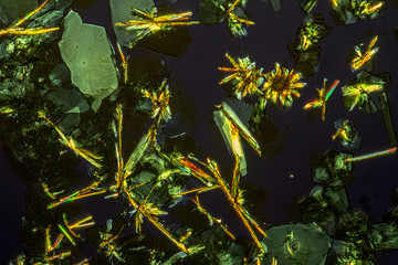 microscopic detail of Auramine O microcrystals