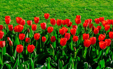 Group of red tulips in the park