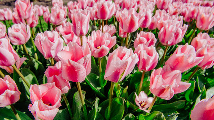 Group of pink tulips. Spring landscape