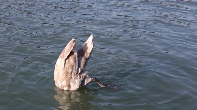 Young swan