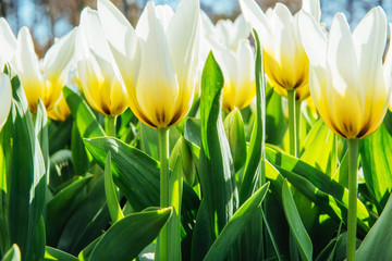Yellow tulips on a background of blue sky.