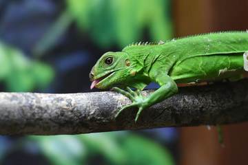 iguane
