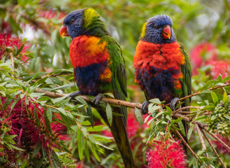 Rainbow Lorikeets & Bottlebrush in springtime