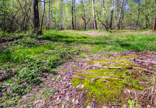 Fototapeta Spring sun magic bright forest beautiful sunny blue sky