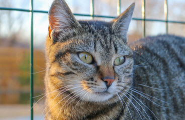 Beautiful young wild striped cat female portrait