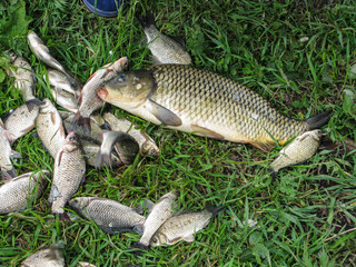 catch of fish on green grass big carp and crucian