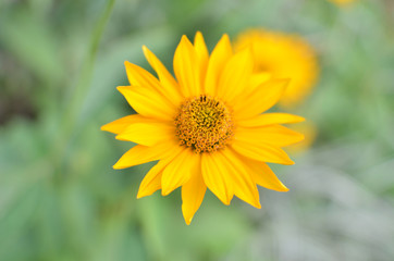 Yellow single flower