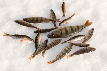 Perch on snow