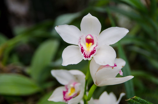 Orchid - the queen of flowers, bloomed in a botanical garden.