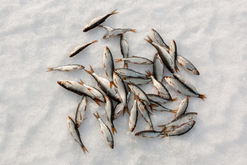 Group of roach laying on snow