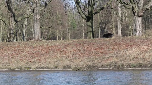 Walker, dogs, Decksteiner pond, Cologne, winter