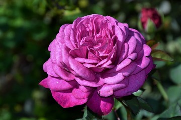 Diese volle prachtvolle Rose hat den Namen "Heidi Klum"  (Großaufnahme)