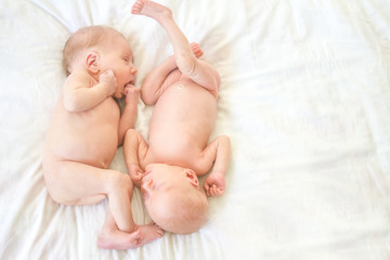 newborn twin babies portrait