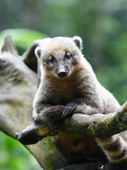 Fototapeta premium coati roux