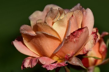 Wasserperlen schmücken die orange Rosenblüte (Großaufnahme)