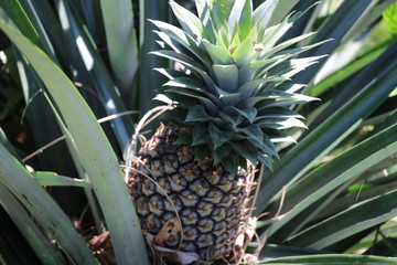Obraz premium Pineapple fresh fruit in the farm