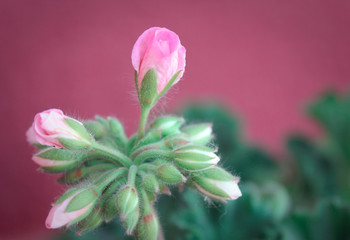 Rose geranium blossom