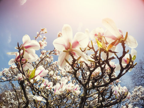 Fototapeta Beautiful pink spring flowers magnolia on a tree branch
