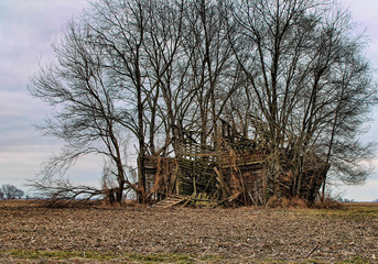 Fototapeta na wymiar An abandoned broken down wood barn that has trees growning around it.