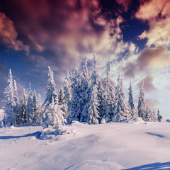 magical winter snow covered tree. Sunset in the Carpathians. Ukr