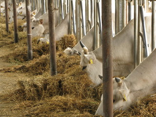 White Chianina cows fed in a farm