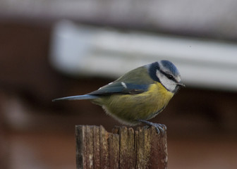 Naklejka premium blue tit