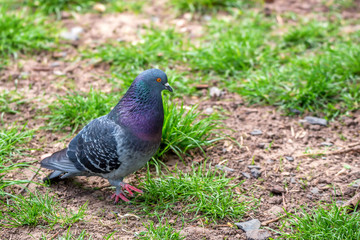 Pigeon bird walking on the grass