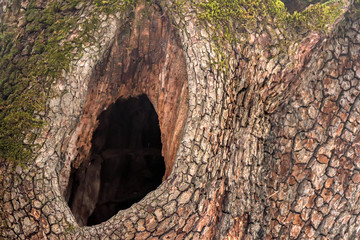 Hollow of tree
