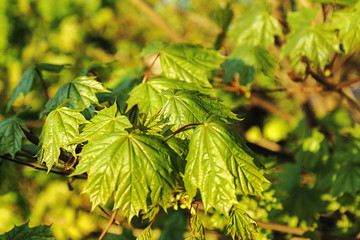 Seasons - spring. Bloom young leaves on the maple. For the calendar and for any design