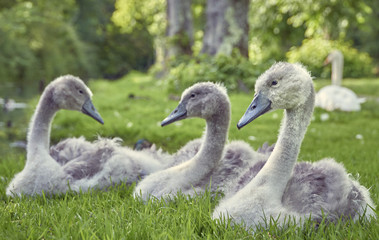 Young mute swan cygnets sitting in grass on land