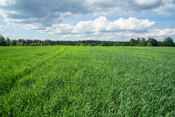 Fototapeta premium Winter wheat growing on the field. Sowing crops.