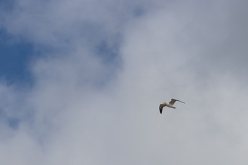 Silbermöwe in der Luft