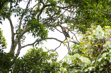 Fototapeta premium Papuan Hornbill in Manusela National Park, Indonesia. A wild Papuan Hornbill seen in Manusela National Park on the island of Seram in the Raja Ampat area of West Papua, Indonesia.