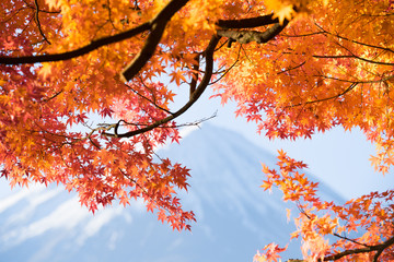 Fototapety  jesienne czerwone liście klonu góra Fuji