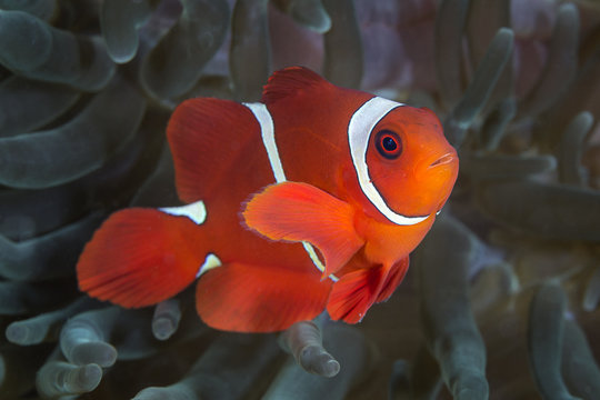 anemonefish
