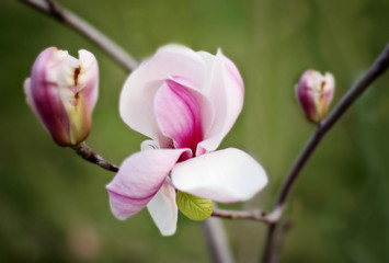 Fototapeta na wymiar Flowering magnolia in the garden. Magnolia branch