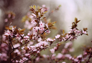Flowering cherry branches in spring. Small flowers. 
