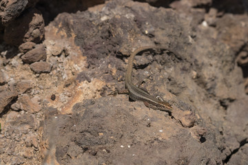Madeira-Mauereidechse auf Felsen