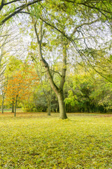Fototapeta premium Autumn in the countryside