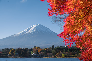 autumn red maple leaves mount Fuji