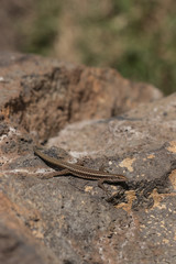 Madeira-Mauereidechse auf Felsen