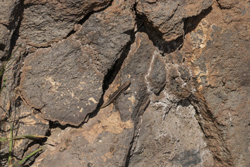 Fototapeta na wymiar Madeira-Mauereidechse auf Felsen