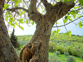 Obraz premium Tree in foreground of forest view