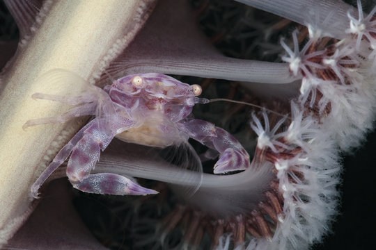 Crab 1