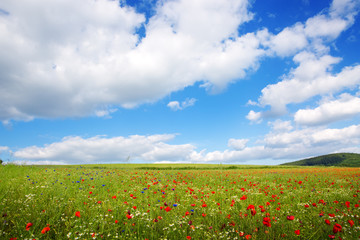 Poppies on blue sky background.