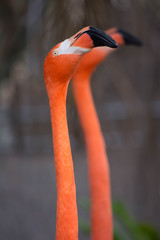 Obraz premium Two Flamingo Birds in Mirror-Like Image